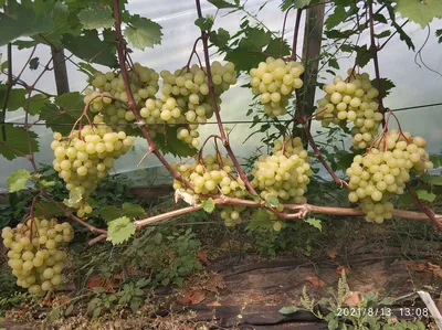 Проводим зеленые операции на винограднике