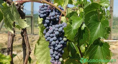 Способы и схемы подвязки винограда весной к шпалере | Дело Октября