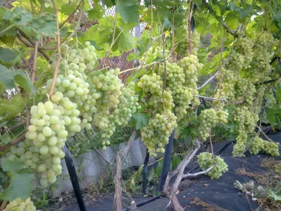 обробка винограду після цвітіння #виноград #виноградник #пасынкование ... |  TikTok