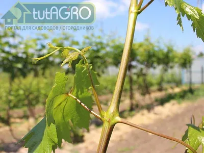 Просто о винограде | Блог интернет-магазина Подворье