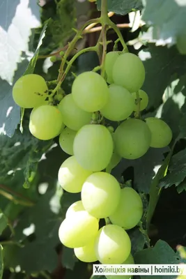 ВИНОГРАД ОЛИГАРХ: купить саженцы винограда олигарх почтой | PLOD.UA