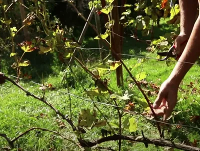 Блог про виноград Киушкина Николая: Прищипка верхушек винограда во время  цветения и вызревание лозы