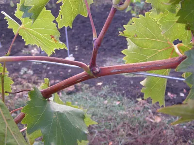 Пасынкование винограда | Пикабу