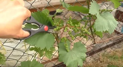 Формирование и обрезка винограда
