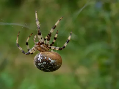 Крестовик в Волгоградском регионе является одним из самых распространенных  пауков