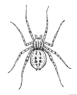 Крестовик-мартышка – самый большой паук Дальнего Востока | Пикабу