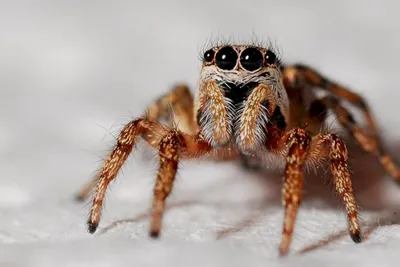 Самки пауков притворяются мертвыми, чтобы самцы-партнеры не боялись быть  съеденными - Газета.Ru | Новости