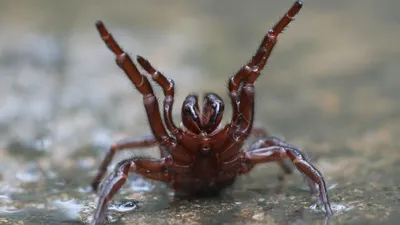 10 самых больших пауков в мире — где они живут и как выглядят? | Братья  наши меньшие и не очень | Дзен