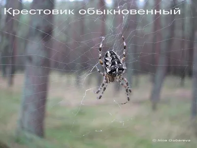 Заметка для тех, кто не боится пауков – Астраханский биосферный заповедник