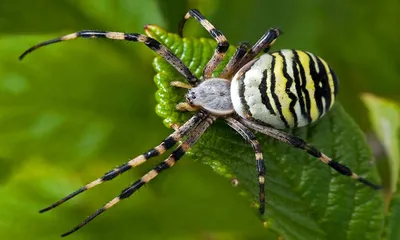 В Астраханской области к людям подобрались ядовитые пауки