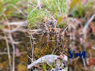Гигантский крабовый паук упал на лицо едва проснувшегося мужчины: Звери: Из  жизни: Lenta.ru