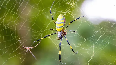 Топ 10 пауков для содержания дома для новичка — Блог Планета Экзотики