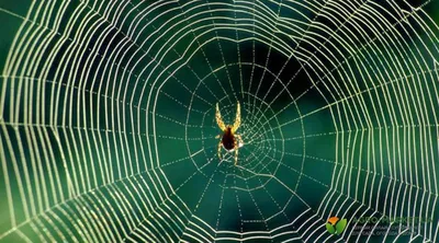 Удивительный мир пауков