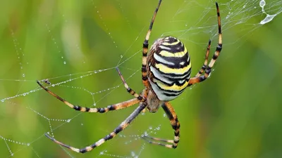 В Австралии обнаружили новый вид ядовитого паука: его длина составляет 20  см — Сноб
