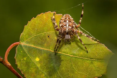 Новый род австралийских пауков назвали в честь Венома и Тома Харди — Сноб