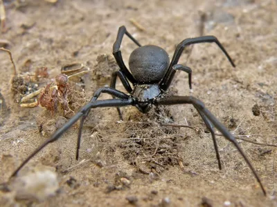 Почему нельзя убивать пауков - суеверие - какие последствия | OBOZ.UA