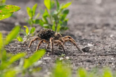 Зоолог рассказал, каких пауков стоит опасаться в Пензе