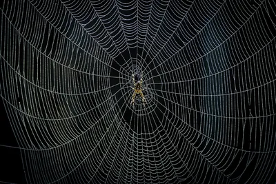 Паутина или сеть паука на темной предпосылке R Иллюстрация вектора -  иллюстрации насчитывающей развязность, иллюстрация: 153276391
