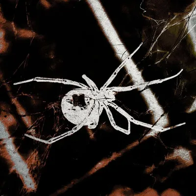 страшная паутина паутина паутина PNG , граница, запутанный, Рука PNG  картинки и пнг рисунок для бесплатной загрузки