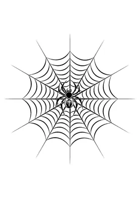 Раскраска паутина паук. Паутина и паук. Обучающие раскраски.