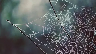 Векторный фон паутины. изолированная белая паутина на черном backgrop.  линия художественного декора для дизайна хэллоуина | Премиум векторы