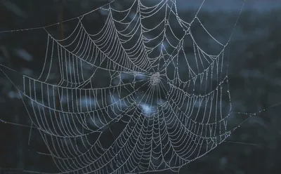 Удивительные свойства паутины продолжают удивлять ученых - Hi-News.ru