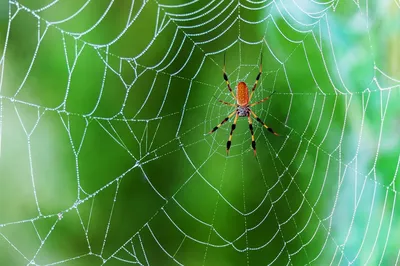 Паутины из зигзагов, огромные конусы и гамаки. Зачем паукам так много видов  ловчих сетей? | Книга животных | Дзен
