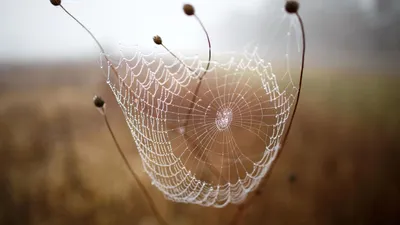 Прикол \"Паутина\" с пауком, 33 см, аксессуар на хэллоуин, декор - купить по  доступным ценам в интернет-магазине OZON (742325135)
