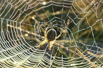 Паутина на Хэллоуин, стрейчевая паутина, искусственный паук, украшение для  вечевечерние, бар, дом с привидениями, пауки на Хэллоуин, домашний декор |  AliExpress