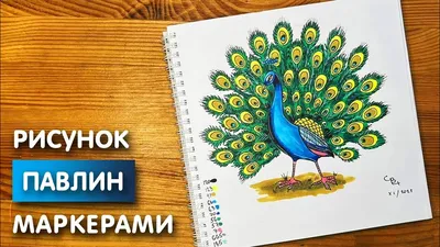 Павлин яванский от keklik.com.ua с доставкой по Украине
