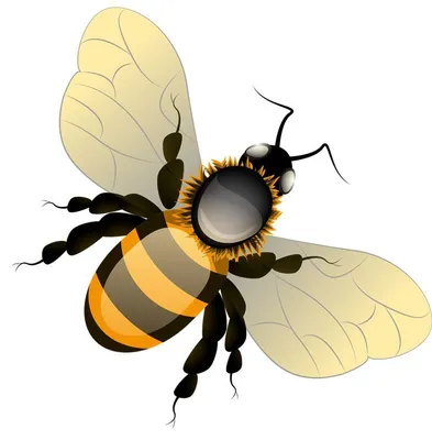 пчела клипарт мультфильм изображение пчела иллюстрация PNG , Мультфильм,  Пчела картинки, пчела PNG картинки и пнг рисунок для бесплатной загрузки