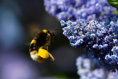 Бесплатные Пчела на чертополох стоковые фотографии | FreeImages