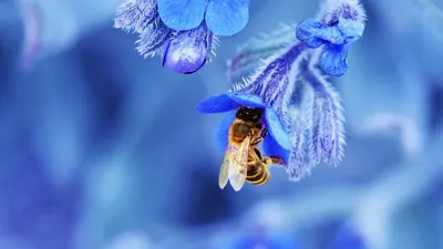 Пчела на пионе стоковое фото. изображение насчитывающей естественно -  117787464