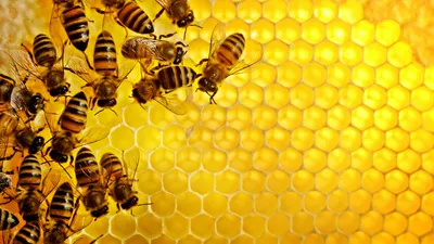 Фотообои Арт. AH032020 - Пчелы на обоях 3D