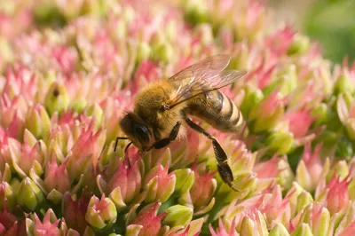 Почему на полях рапса гибнут пчелы и что делать пасечникам - 04.06.2021,  Sputnik Беларусь