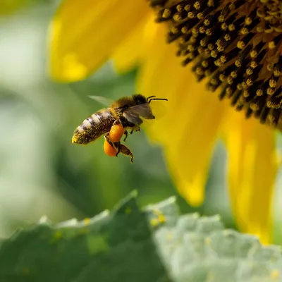 пчела сидит на желтом цветке, пчела на желтом цветке, Hd фотография фото,  цветок фон картинки и Фото для бесплатной загрузки