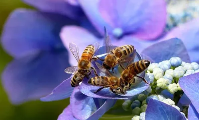 90+ Обои на телефон - Пчела | Скачать Бесплатно картинки