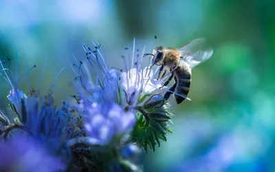 File:Алматы, роща Баума, пчела на цветке мальвы мускусной (1).jpg -  Wikimedia Commons