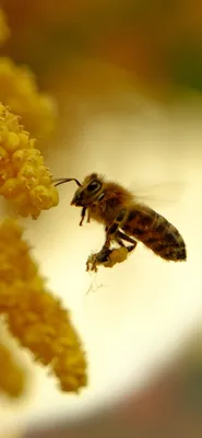 Пчела На Лаванды В Англии — стоковые фотографии и другие картинки Buff  Tailed Bumblebee - Buff Tailed Bumblebee, Агрессия, Весна - iStock
