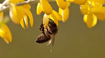 Пчела на одуванчике :: Alex Bush – Социальная сеть ФотоКто
