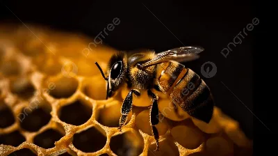 Пчела, мед, труд Обои 1284x2778 iPhone 12 Pro Max