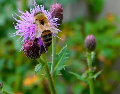Пчелы обои - 59 фото