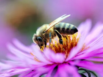 Обои на телефон пчела, подсолнух, опыление - скачать бесплатно в высоком  качестве из категории \"Макро\"