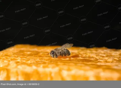 Пчела на отдыхе. Фотограф Хилько Марина