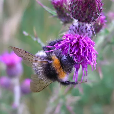 Пчела На Цветок — стоковые фотографии и другие картинки Bee Fly - Bee Fly,  Без людей, Близко к - iStock