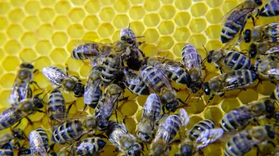 Bee on sedum flower * Пчела на цветке седум. | Bee on sedum … | Flickr