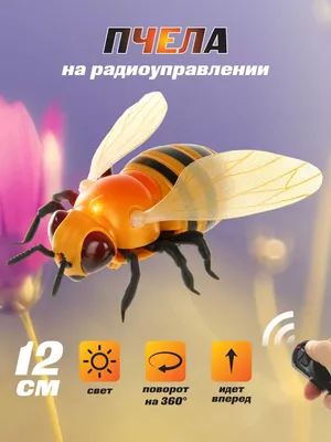 пчела на открытых сотах, молодая пчела, растущая в сотах, Hd фотография  фото фон картинки и Фото для бесплатной загрузки
