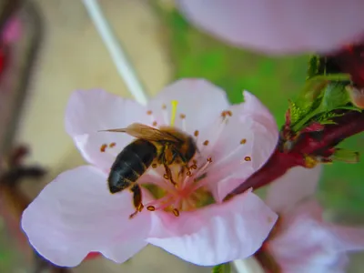 Обои Пчела на белом цветке, картинки - Обои для рабочего стола Пчела на  белом цветке фото из альбома: (животные)