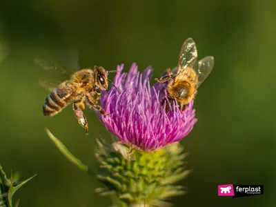 Пчела на цветке» — создано в Шедевруме