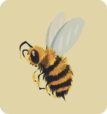 Пчёлка | Пикабу
